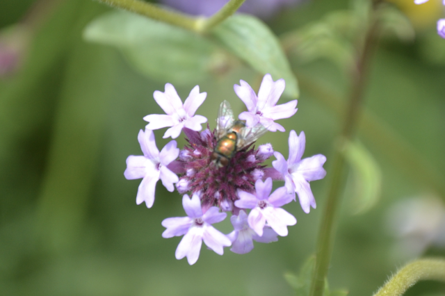 Australian Sheep Blow Fly Lucilia cuprina