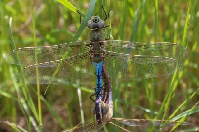 Common Green Darner (Anax junius) City Nature Challenge 2023 