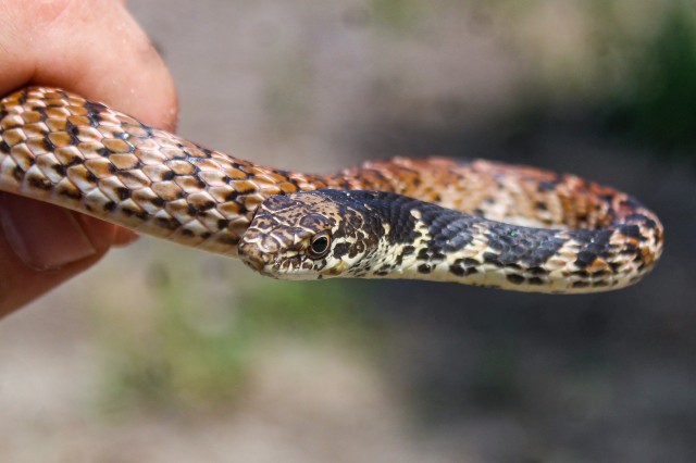 Red Coachwhip (Masticophus flagellum pisceus) City Nature Challenge