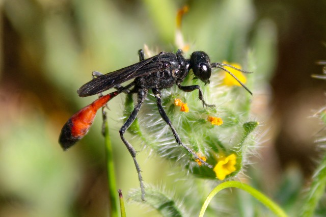 Slender Sand Wasp  (Ammophila sp.) City Nature Challenge