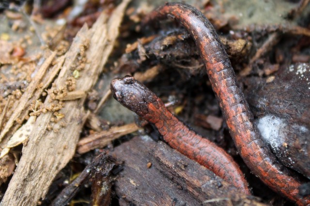 Black Bellied Slender Salamander (Batrachoseps nigriventris) City Nature Challenge