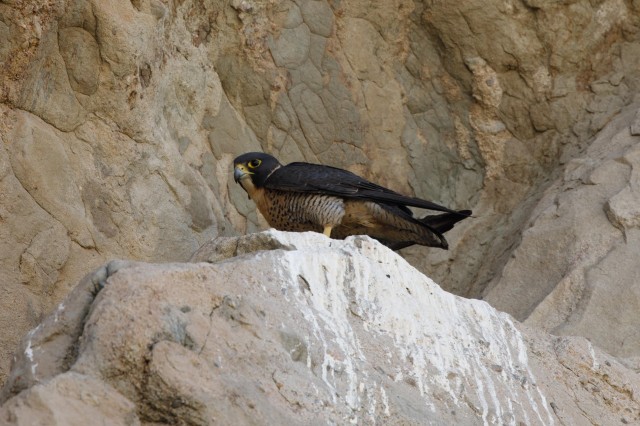 Peregrine Falcon