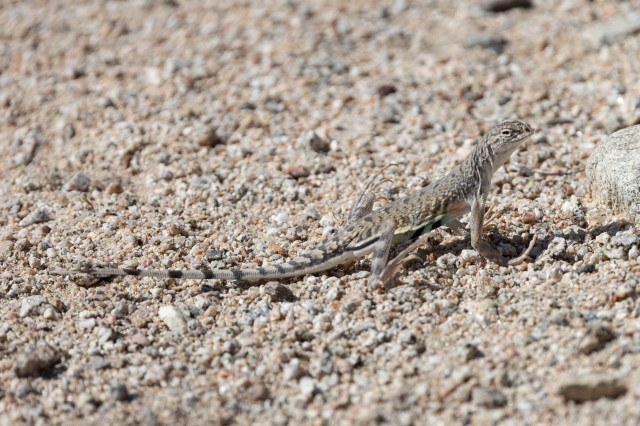 Zebra-tailed lizard City Nature Challenge