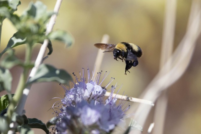 Crotch&#039;s bumblebee City Nature Challenge