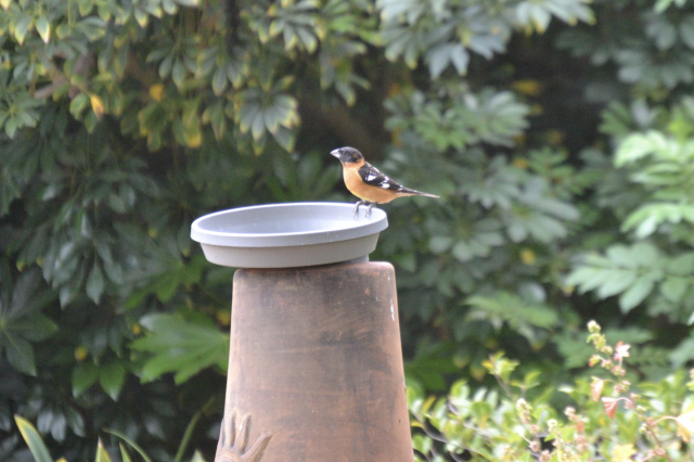 A black-headed grosbeak City Nature Challenge