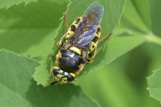 Laura Schare Genus Stratiomys (soldier fly)