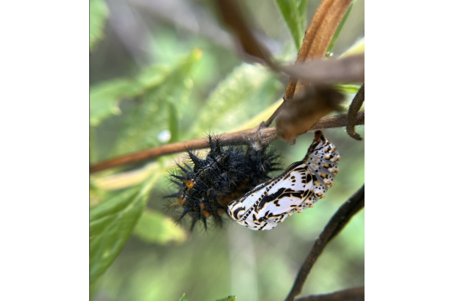 variable checkerspot chrysalis