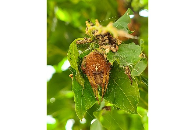  Jeweled orbweaver spider (Aranues gemma)