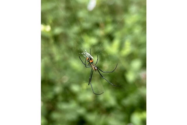 orchard spider (Leucauge venusta) 