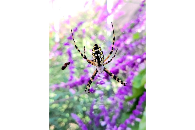 Yellow garden spider