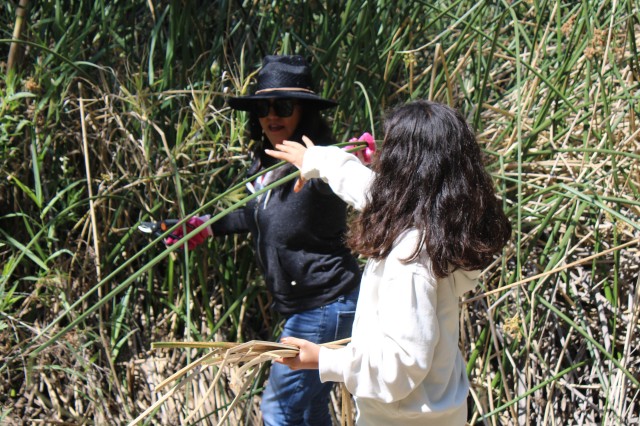 two people gathering plants