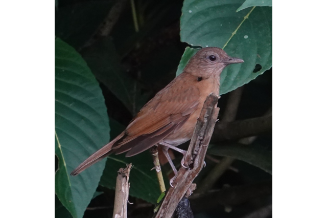 Cocoa thrush | Turdus fumigatus