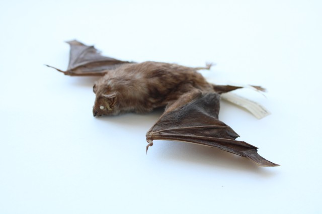 bat