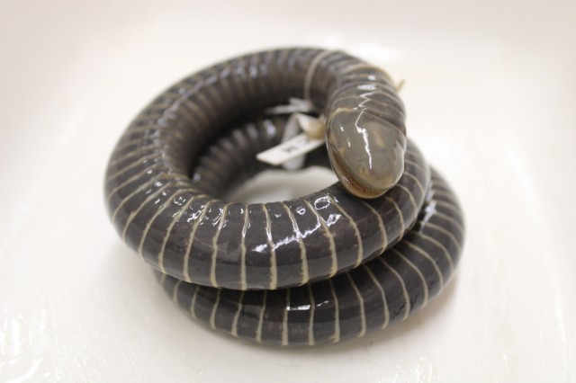 Ringed caecilian