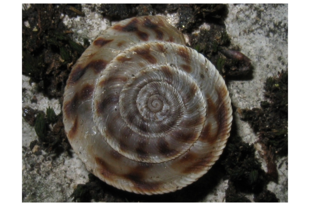 Painted Snake-coiled Forest Snail iNaturalist