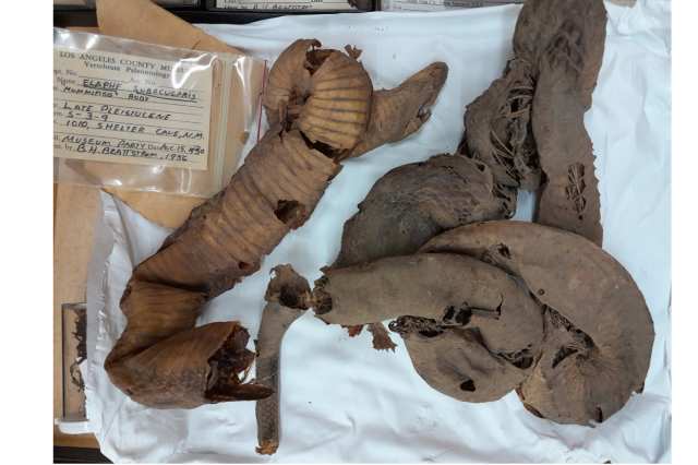 Mummified Trans-Pecos rat snake (Bogertophis subocularis) with label