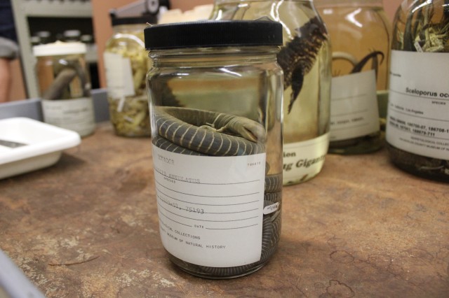 Ringed caecilian in specimen jar