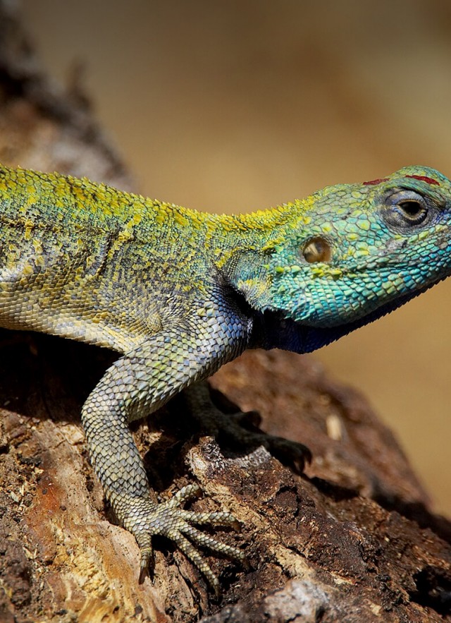 Placeholder photo of a lizard