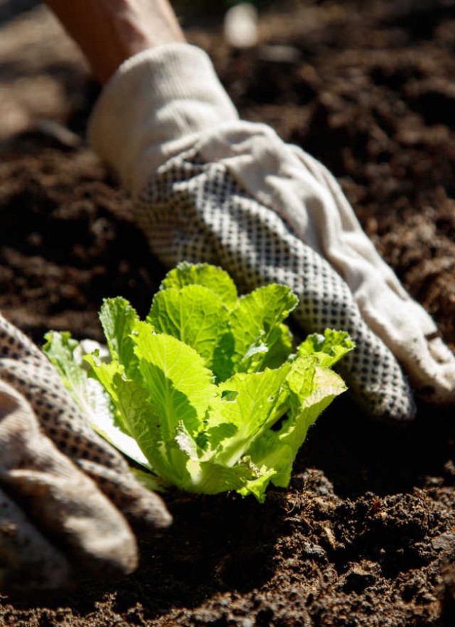 gardener hands in edible garden