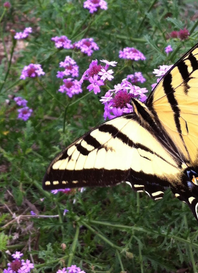 A swallowtail butterfly on purple verbena