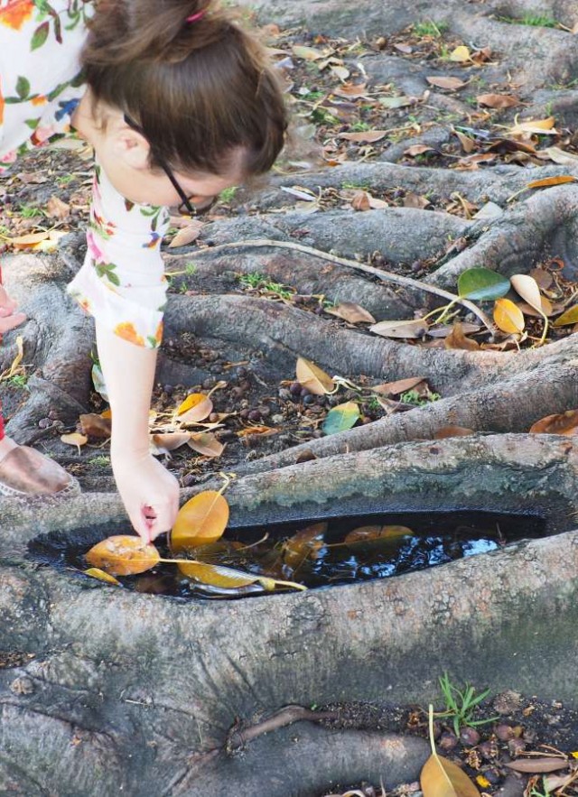 roots, mosquitoes and rat tailed maggot larva in standing water