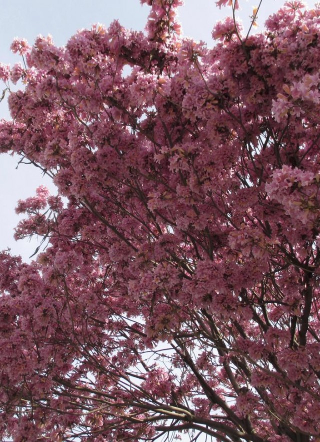 Trumpet, tree, pink, bloom, pollenated