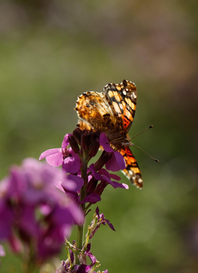 painted lady butterfly on flower