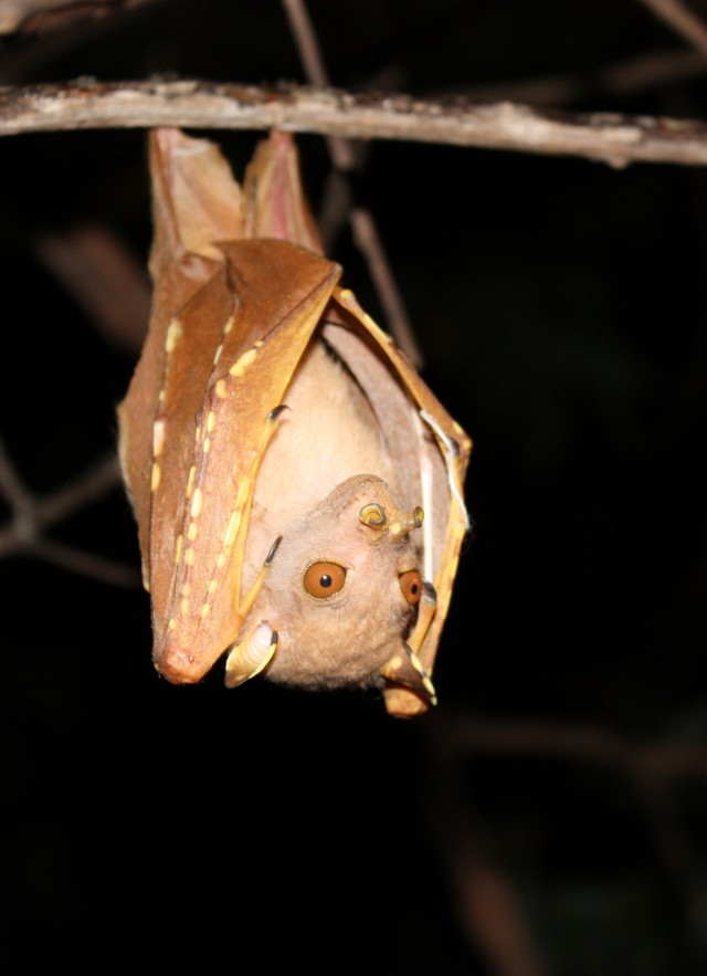 QTNB hanging upside down