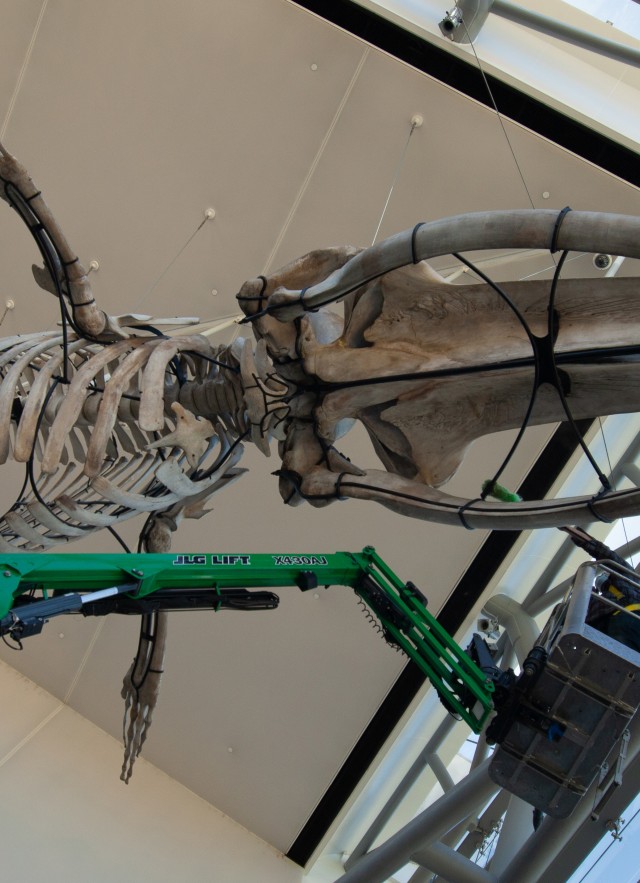 Fin whale cleaning Otis Booth Pavilion