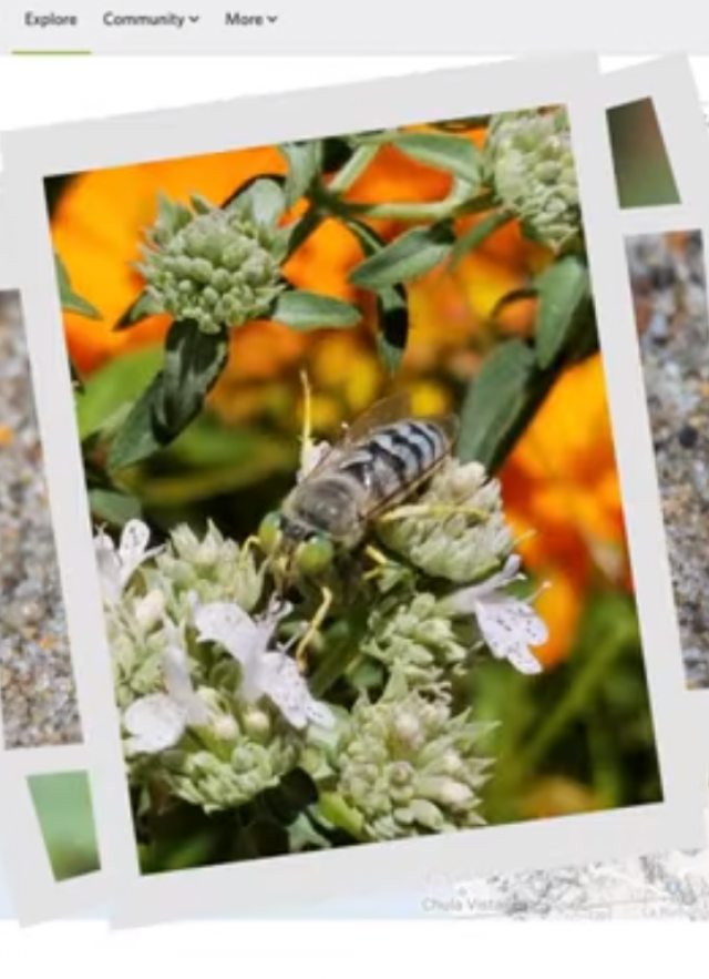 screenshot of iNaturalist platform with image of bee