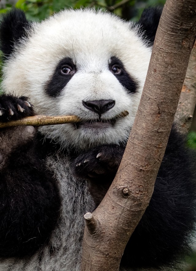 panda-chengdu (30) by Sharon Fisher