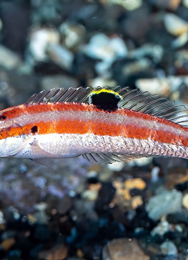 A female Halichoeres sanchezi, Tailspot wrasse, San Benedicto, Revillagigedos