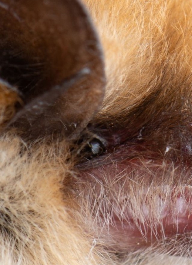 A close up view of a pointy-nosed bat with fluffy orange fur