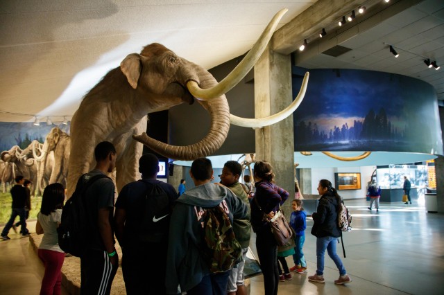 Mammoths and Mastodons