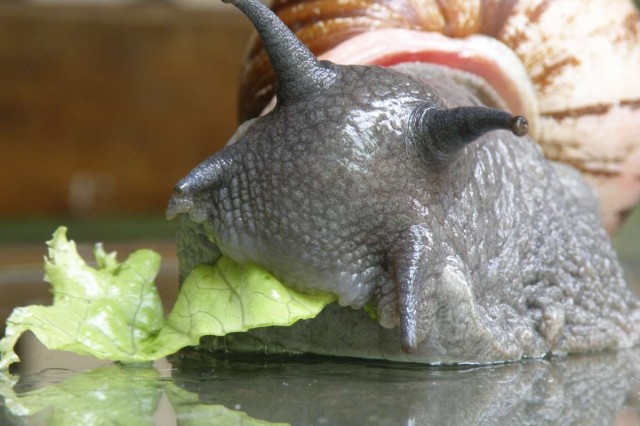 Brazilian Snail eating lettuce