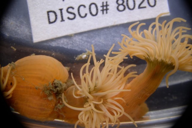 These little anemones were collected and photographed live, but have not yet been identified. Anemones are related to corals and jellies (also known as jellyfish, from back when anything in the ocean was a “fish”). Anemones look so peaceful with their saying tentacles, but they use those to sting animals that pass by so they can paralyze them and eat them. 