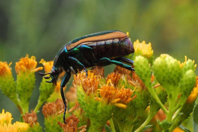 image of fig beetle 