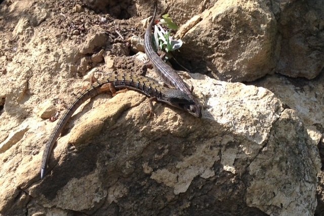 lizard biting another lizard 