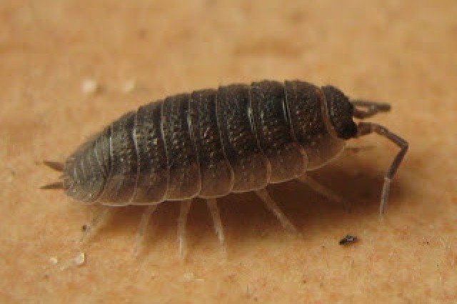 Common Rough Woodlouse, Porcellio scaber