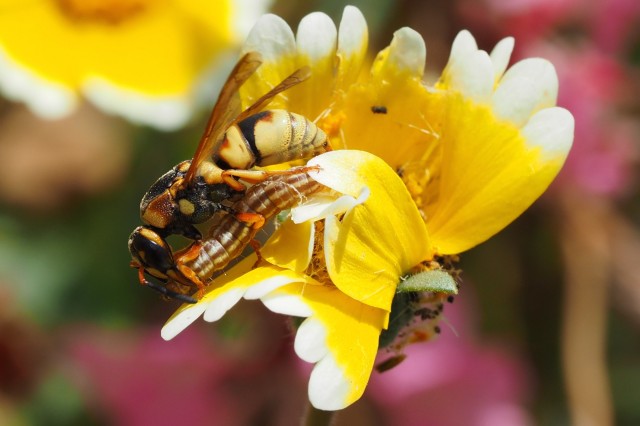 Caterpillars are like hot dogs for wasps, but with more protein and healthier! Photo credit: Brian Brown 