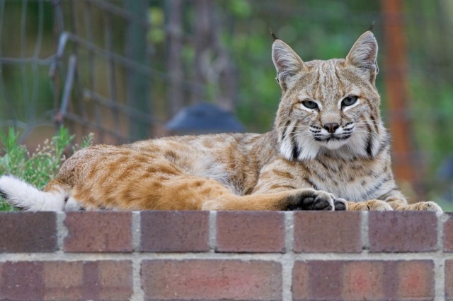 bobcat backyard brick ledge