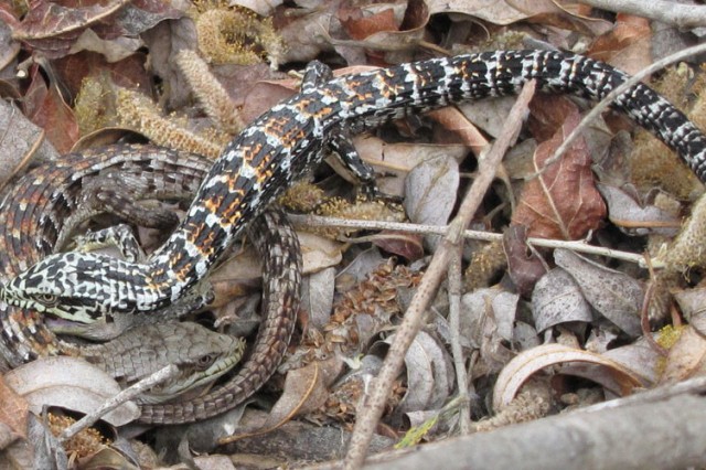 Alligator lizard courtship