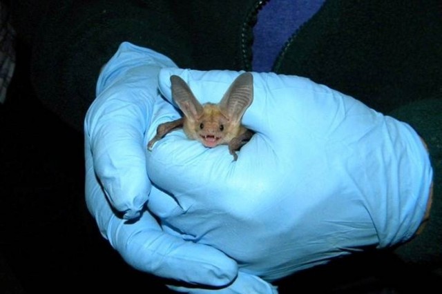 Miguel Ordeñana holding a pallid bat (Antrozous pallidus)