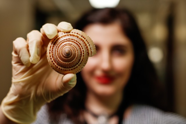 Woman holds sundial shell 