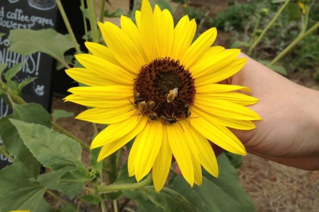 Sunflower, huddle, long-horned bees