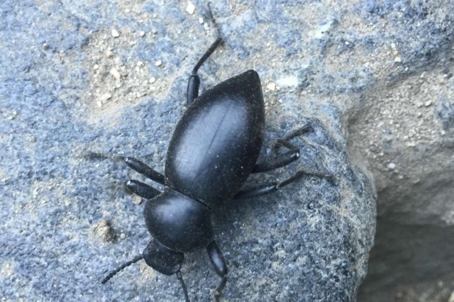 black stink bug