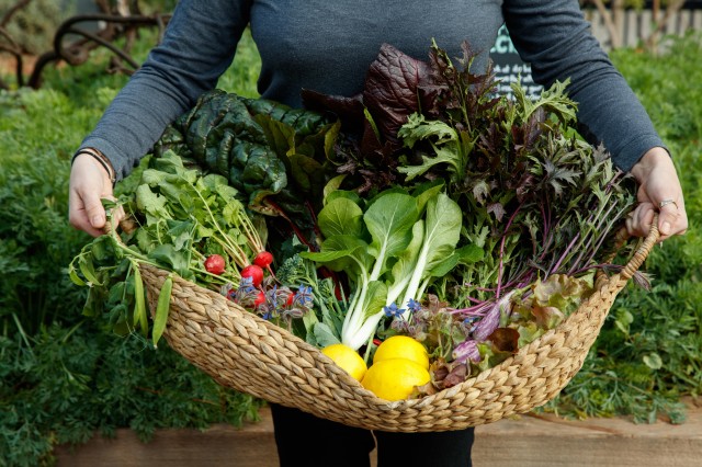 Join a Gardener to find out what we’re harvesting in our Edible Garden!