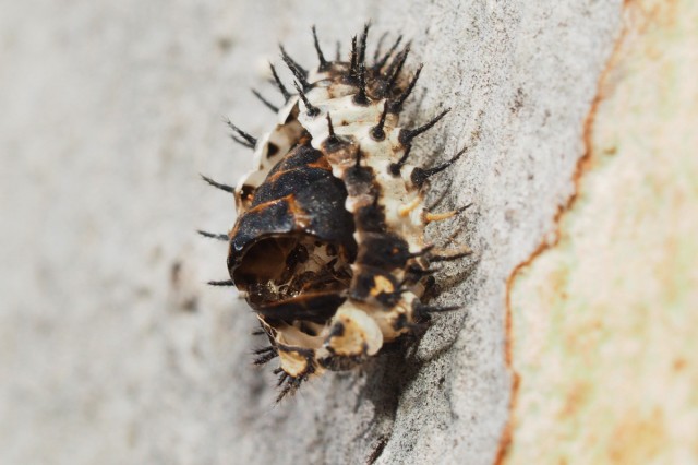 Spikes, rock, urban, community science