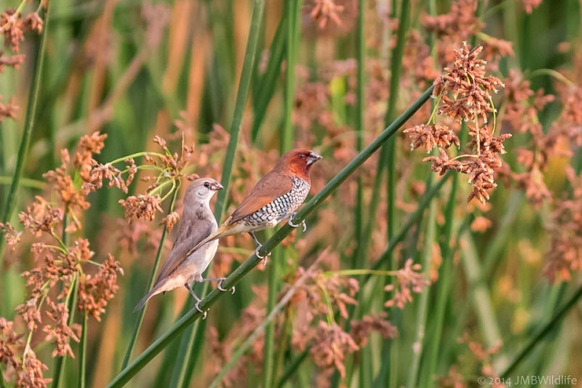 birds, ornithology