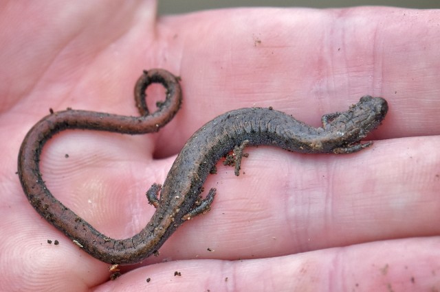 Salamander in hand